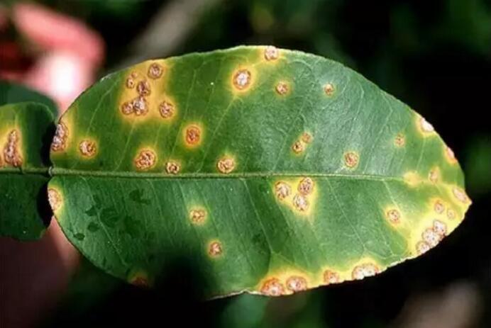 使用微生物组及时预防柑橘溃疡病